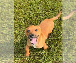 German Shepherd Dog-Unknown Mix Dogs for adoption in Aurora, IN, USA