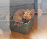 Small #5 French Bulldog
