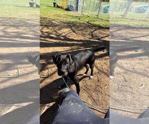 American Staffordshire Terrier-Eurasier Mix Dogs for adoption in Front Royal, VA, USA