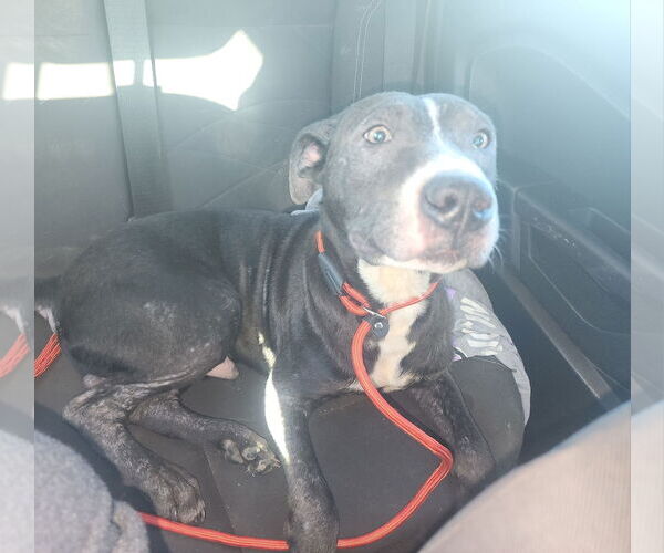 Medium Photo #9 American Pit Bull Terrier-Unknown Mix Puppy For Sale in Oakhurst, NJ, USA