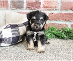 Small #6 Schnauzer (Miniature)
