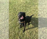 Small #7 Labrador Retriever Mix