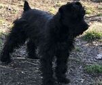 Small Photo #1 Schnauzer (Miniature) Puppy For Sale in HARTFORD, KY, USA