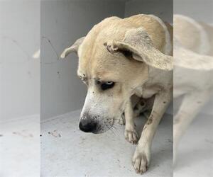 Labrador Retriever Dogs for adoption in Houston, TX, USA