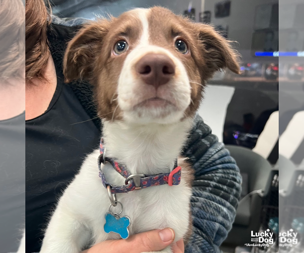 Medium Photo #4 Border Collie-Unknown Mix Puppy For Sale in Washington, DC, USA