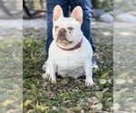 Small Photo #1 French Bulldog Puppy For Sale in CRYSTAL CITY, TX, USA