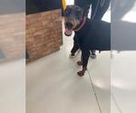 Small Doberman Pinscher