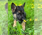 Puppy Lime German Shepherd Dog