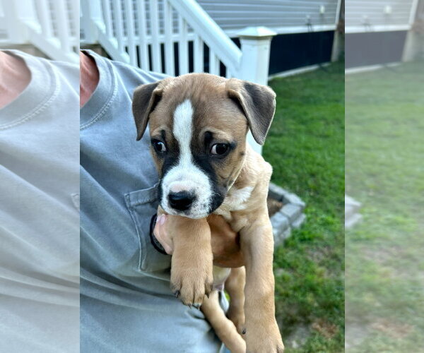 Medium Photo #12 Boxer-Staffordshire Bull Terrier Mix Puppy For Sale in Holly Springs, NC, USA