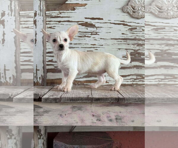 Medium Photo #3 Chiweenie Puppy For Sale in Rockaway, NJ, USA