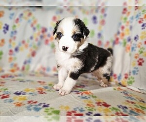 Australian Shepherd Puppy for sale in PHOENIX, AZ, USA