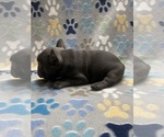 Small Photo #4 French Bulldog Puppy For Sale in COLUMBUS, GA, USA