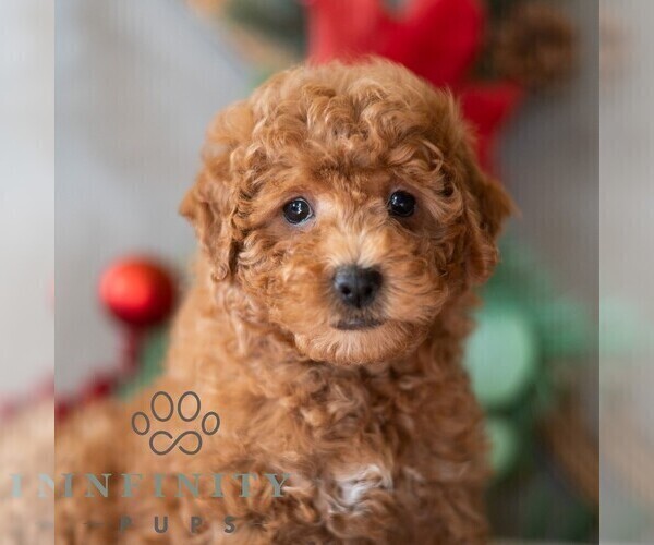 Medium Photo #1 Bichpoo Puppy For Sale in DORNSIFE, PA, USA