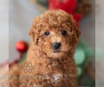 Small Photo #1 Bichpoo Puppy For Sale in DORNSIFE, PA, USA