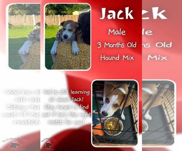 Medium Photo #1 Mutt Puppy For Sale in Jacksonville, NC, USA