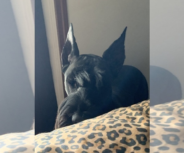 Medium Photo #20 Schnauzer (Giant) Puppy For Sale in DAYTON, OH, USA