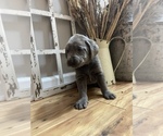 Small Photo #2 Labrador Retriever Puppy For Sale in FELTON, PA, USA