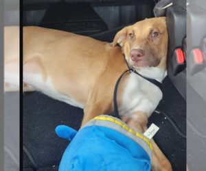 Frank - Male Lab-Pointer Dog for Adoption - Photo #3