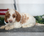 Small Photo #7 Poodle (Miniature) Puppy For Sale in CHRISTIANA, PA, USA
