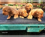 Small #3 Golden Retriever