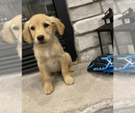 Small Photo #4 Golden Retriever Puppy For Sale in BROOKLINE, MO, USA