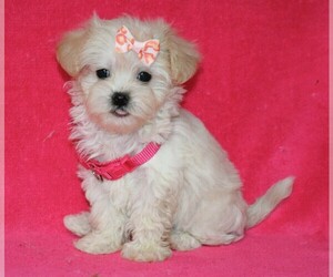 Maltipoo Puppy for sale in COSHOCTON, OH, USA