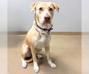 Labrador Retriever-Unknown Mix Dogs for adoption in Aurora, CO, USA