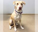 TAMORA - Female Labrador Retriever-Unknown Mix Dog for Adoption - Small photo