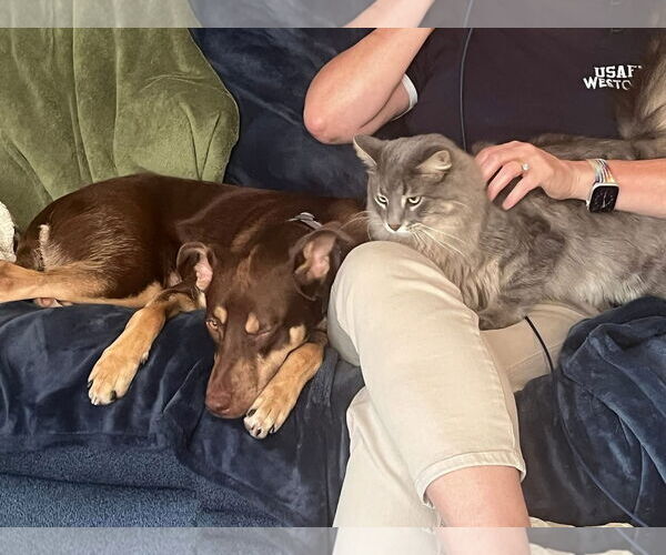 Medium Photo #3 Australian Shepherd-Unknown Mix Puppy For Sale in Germantown, OH, USA