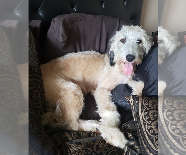 Medium Photo #1 Aussiedoodle Puppy For Sale in DOWELLTOWN, TN, USA