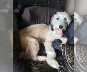 Medium Aussiedoodle