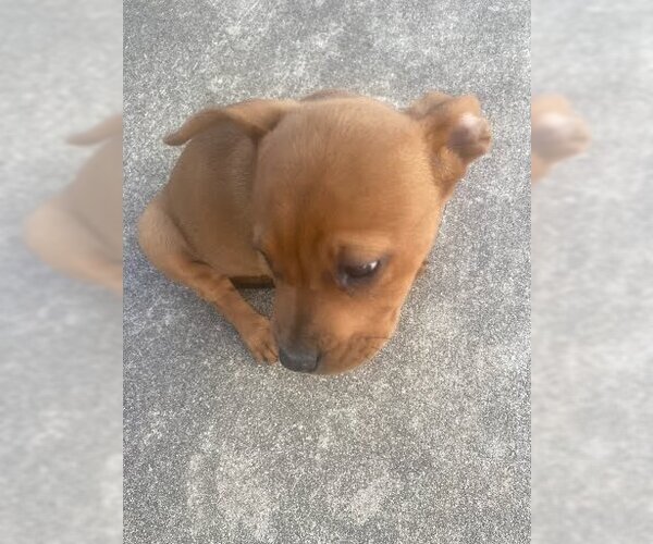 Medium Photo #1 American Staffordshire Terrier Puppy For Sale in San Antonio, TX, USA
