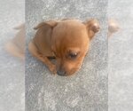 Small American Staffordshire Terrier
