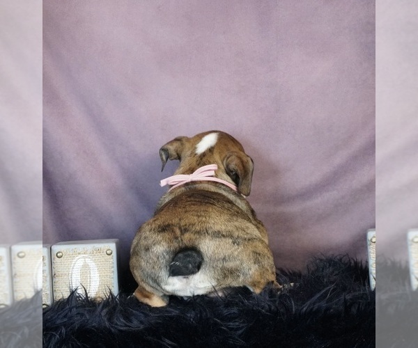 Medium Photo #4 English Bulldog Puppy For Sale in WARSAW, IN, USA