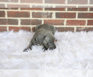 Great Dane Puppy for sale in GOSHEN, IN, USA