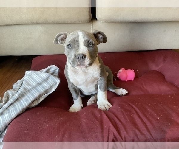Medium Photo #24 American Bully Puppy For Sale in LUBBOCK, TX, USA