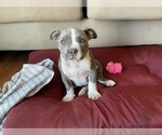 Small Photo #24 American Bully Puppy For Sale in LUBBOCK, TX, USA