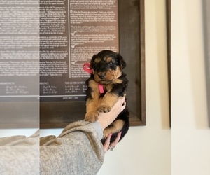 Airedale Terrier Puppy for sale in LENEXA, KS, USA