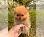Small #9 Pomeranian