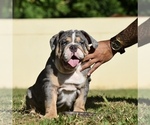 Puppy 2 English Bulldog