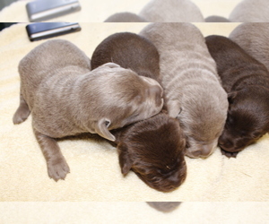 Labrador Retriever Puppy for sale in BARDSTOWN, KY, USA