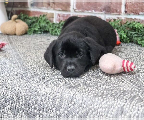 Medium Photo #2 Labrador Retriever Puppy For Sale in SYRACUSE, IN, USA