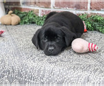 Opal - Female Labrador Retriever Puppy for Sale - Photo #2