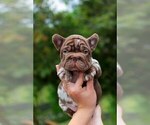 Small #8 French Bulldog