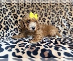 Small #7 Cockapoo (Miniature)