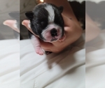Small Photo #13 Boston Terrier Puppy For Sale in NEW PORT RICHEY, FL, USA