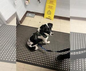 Border Collie Dogs for adoption in Stockton, CA, USA