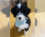 Small #5 Miniature Bernedoodle