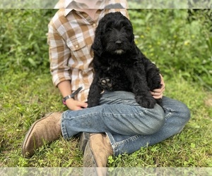 Goldendoodle Puppy for sale in KINGSPORT, TN, USA