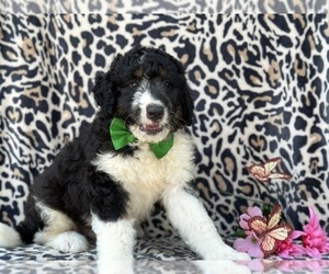 Bernedoodle Puppy for sale in LANCASTER, PA, USA